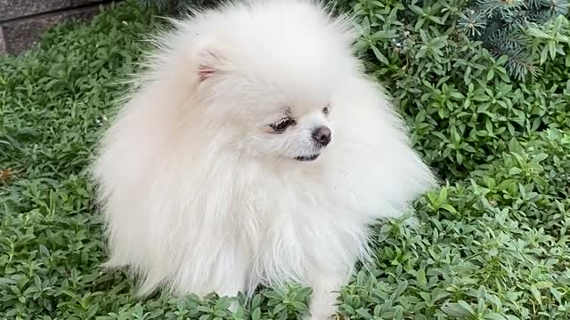 Is that a popcorn or dog?