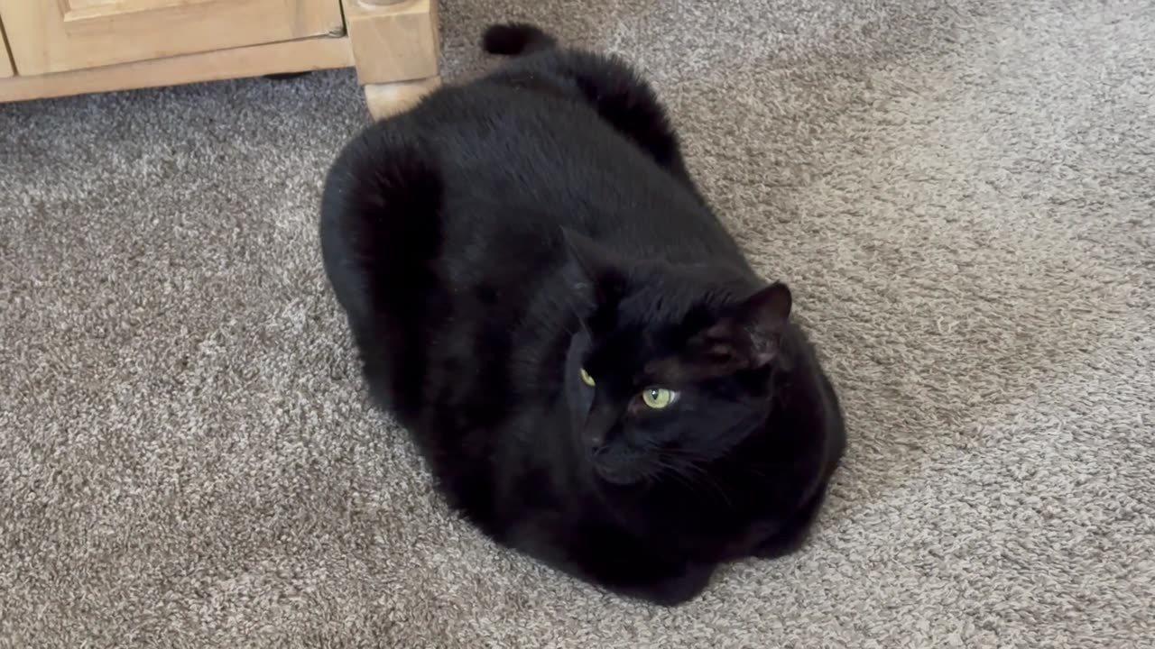 Adopting a Cat from a Shelter Vlog - Cute Precious Piper is a Sweet Modified Loaf