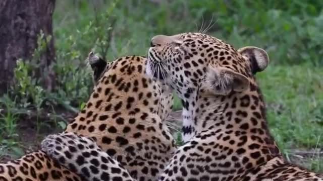 Leisurely time for the Leopard brothers