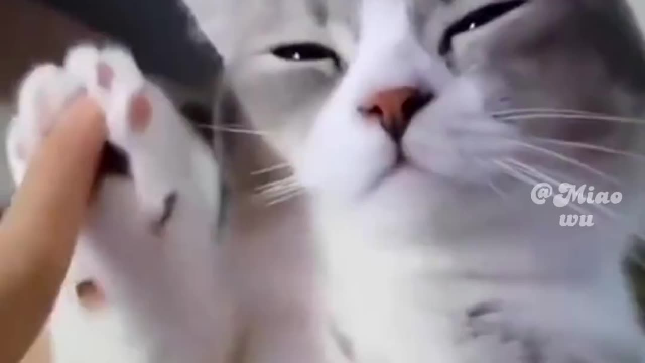 Cute cat clip