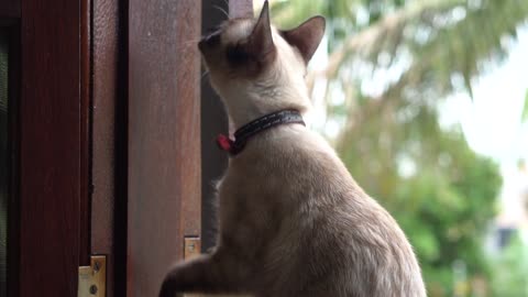 Cute Siamese Cat Pet