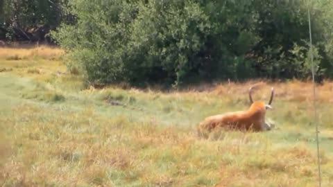 Lion vs Buffalo Real Fight