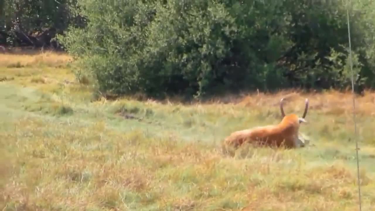 Lion vs Buffalo Real Fight