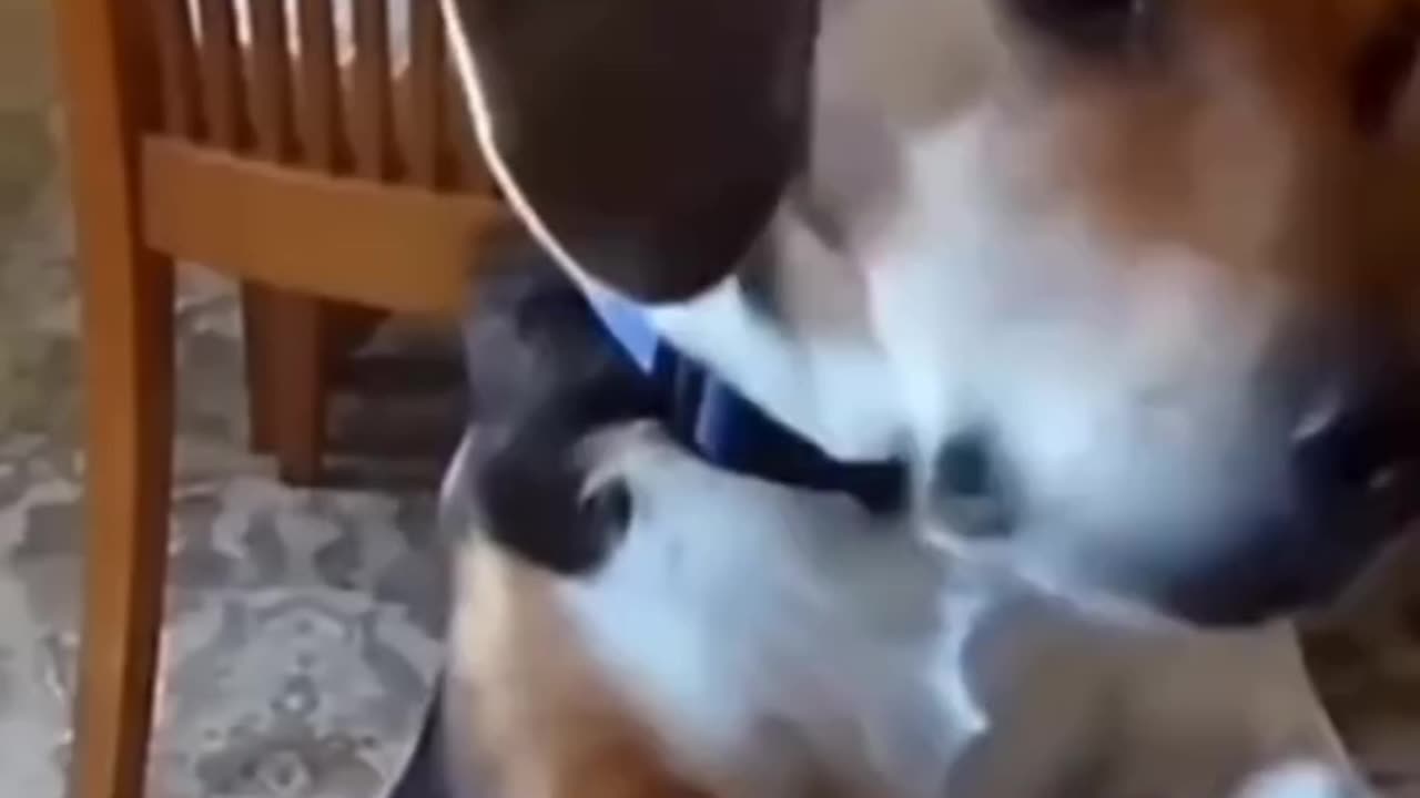 Funny dogs videos