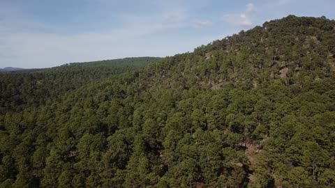 aerial view of forest