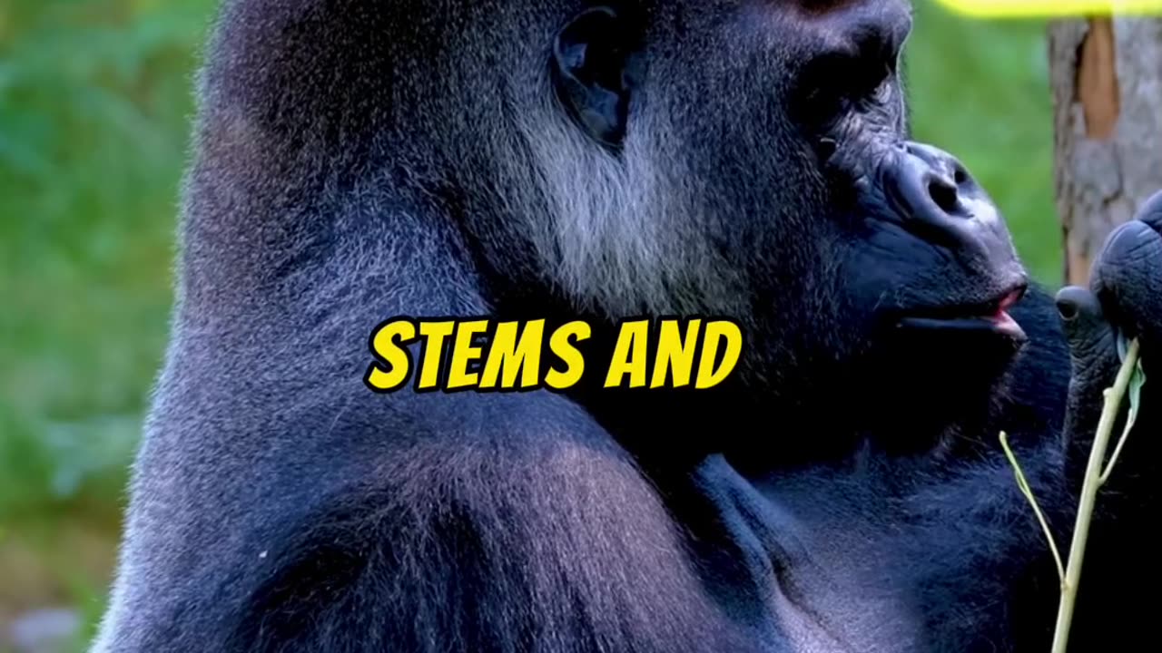 Fun facts about Gorillas