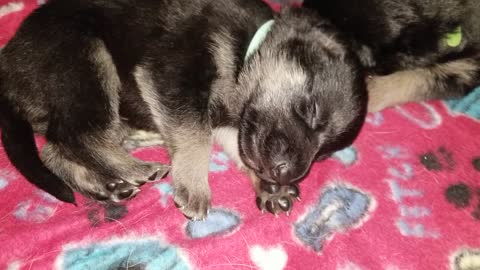 German Shepherd puppies make the cutest sound while sleeping