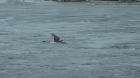 The Eagle Dies While Hunting Octopus In The Ocean.mp4