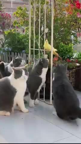 A Parrot that is not afraid of cats!