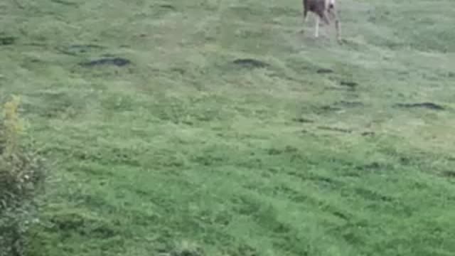 Deer lining up in Colorado