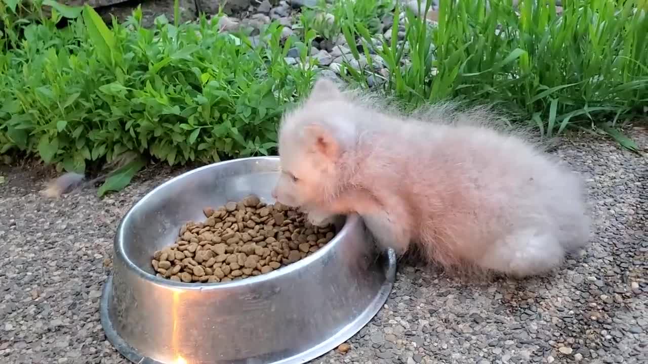 Floofala learning from the foxes