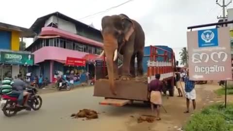 Can't Believe If Not See! This is how an elephant descends from a car truck