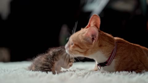 baby cat playing with mom cat