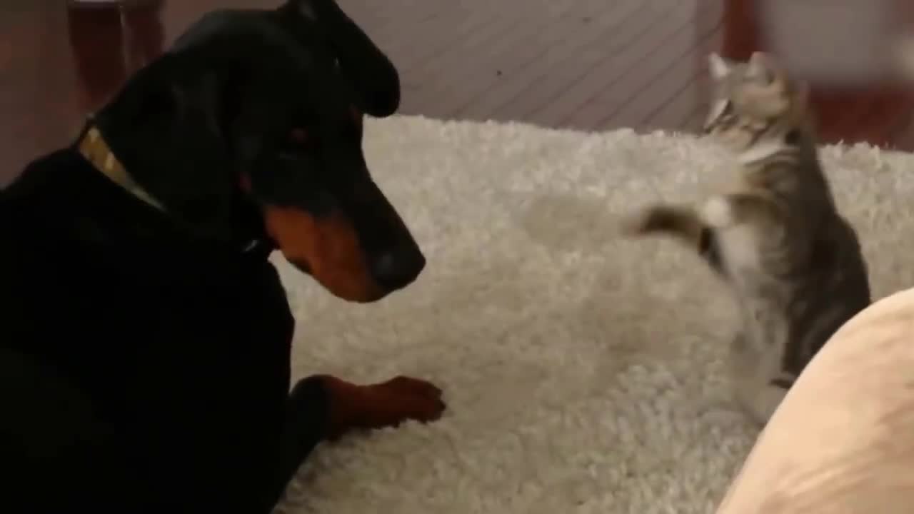 Funny cats