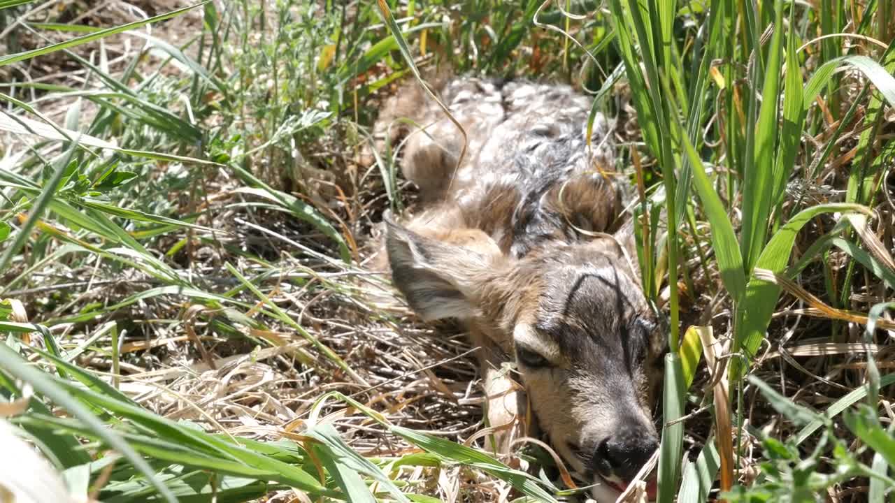 Cute Newborn Baby Deer Hiding In Tall Grass Of The Field