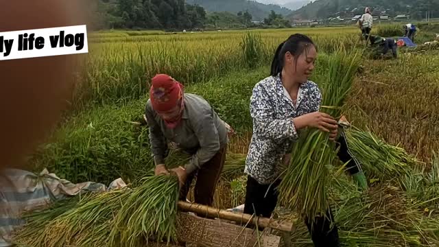 My countryside is harvesting rice | daily life vlog