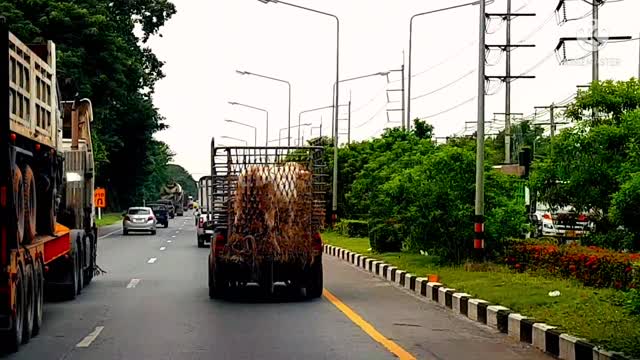 Transporting a cow and trees