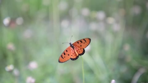 Butterfly Various Footage HIGHEST-DEFINITION (ENJOY)