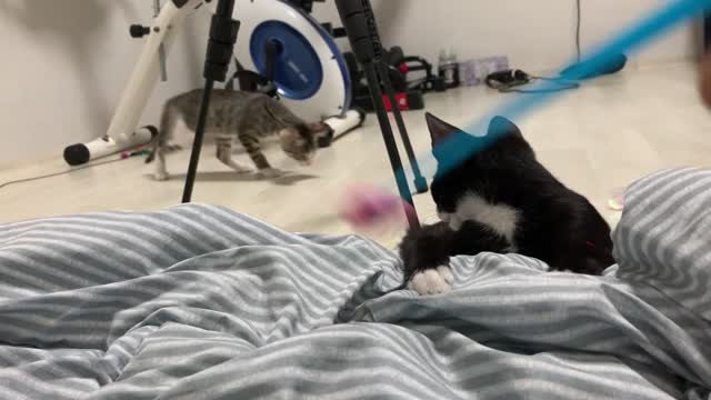 Video of siblings and cats playing on the blanket