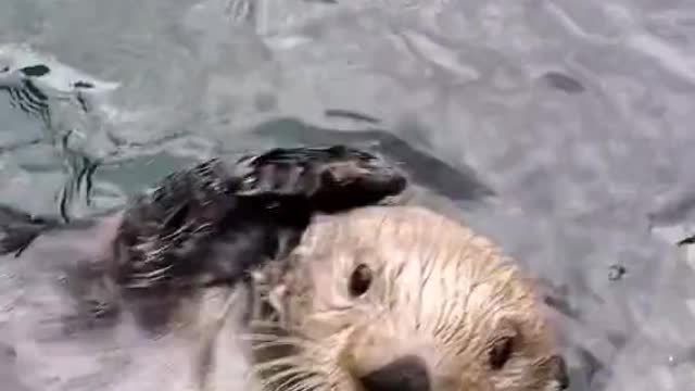 Wow love Cute animals funny video