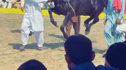 Pujabi 🐎