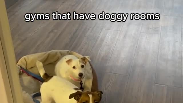 gyms that have doggy rooms