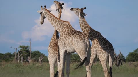 Two giraffes starts fighting in Moremi Game Reserve, Botswana