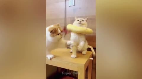 Funny Cat Reaction To A Cucumber Scare