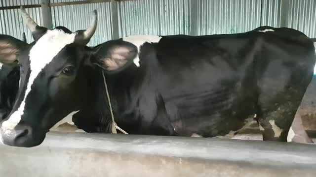 Cow
