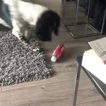 Adorable pup plays with bottle