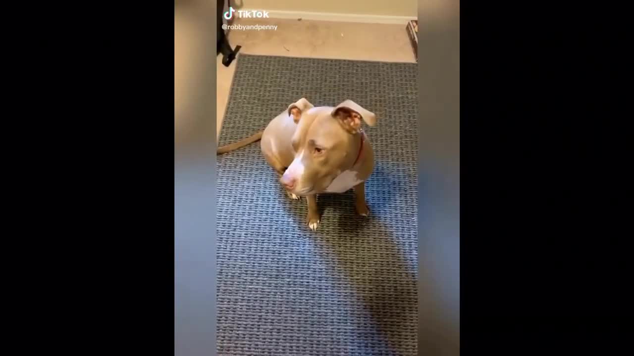 🤣 Hilarious Dog Talking With It's Owner !! 😍😂