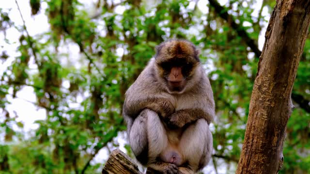 hairy barbary monkey