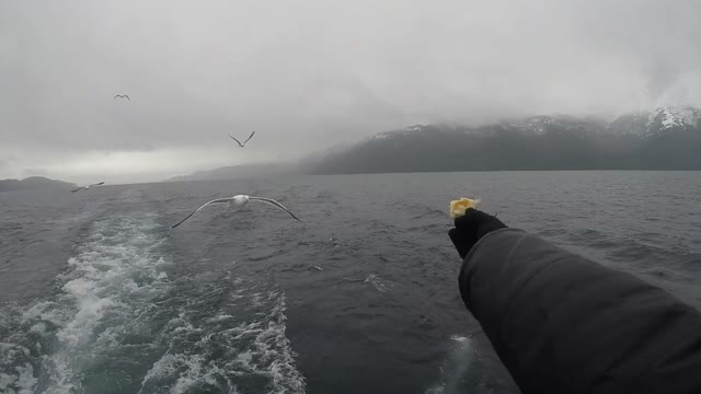 Feeding Seagulls Argentina Bariloche