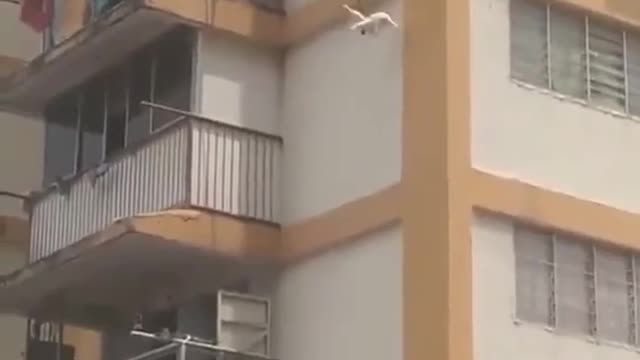 rescatan un gato en la ventana de un edificio