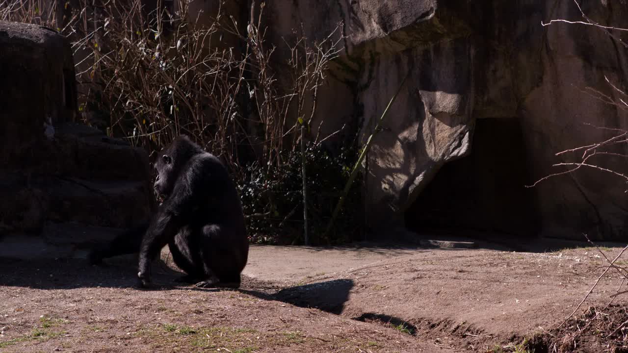 Gorilla picking up popcorn at zoo