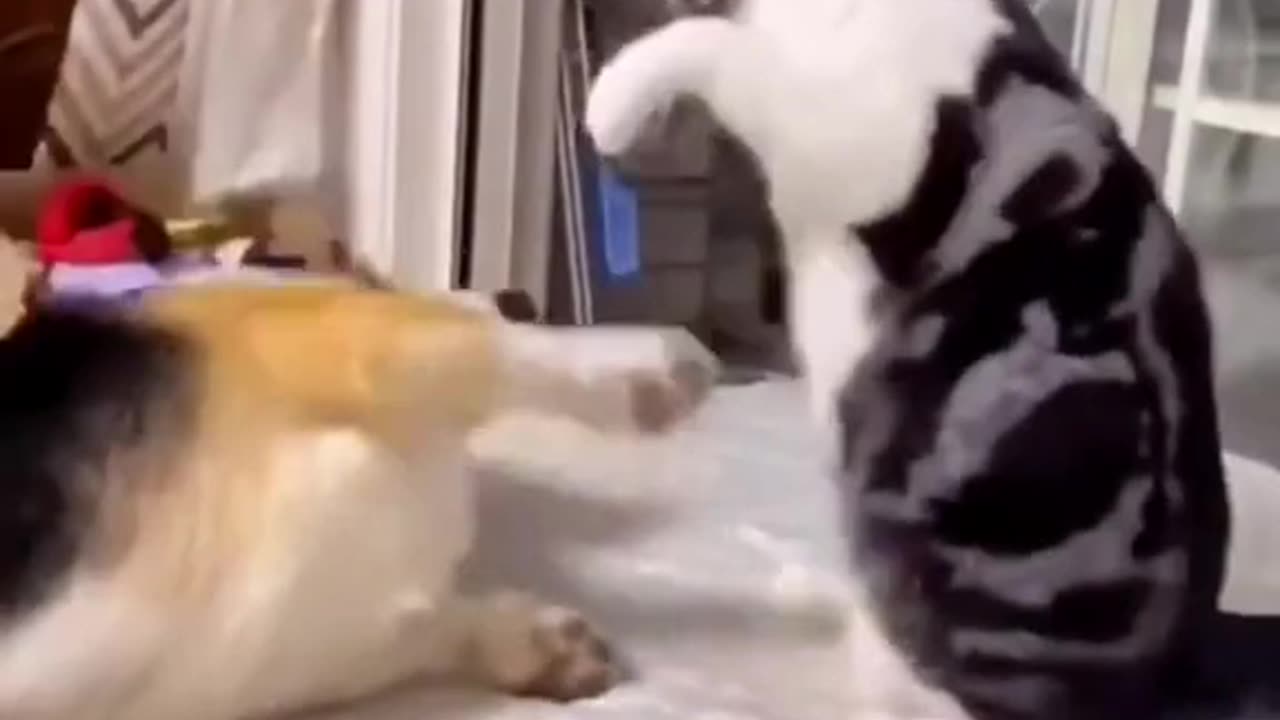 Funny Animal Videos 2024 Best Dogs And Cats Videos 😺😍 #15,