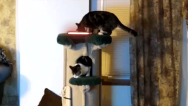 Cat fight Star Wars style