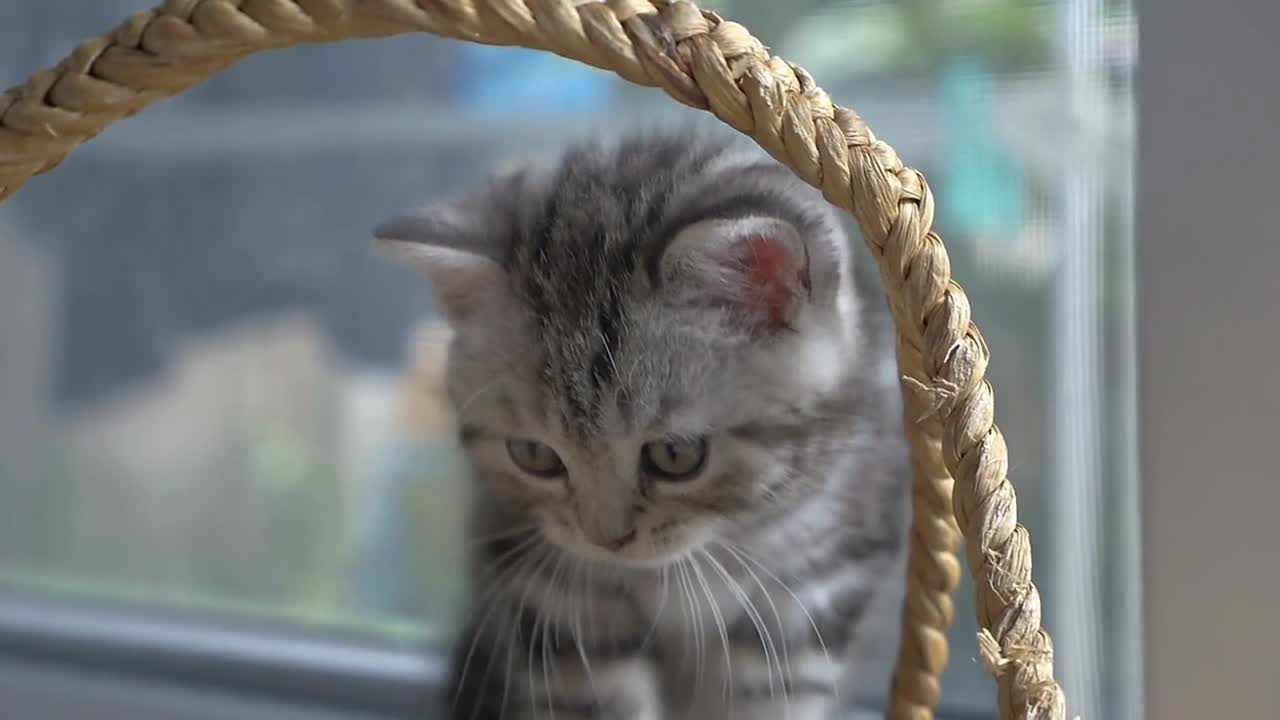 Slow motion of funny tabby kittens breed Scottish Fold playing in the basket