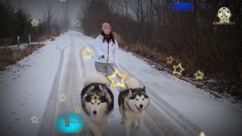 dog video