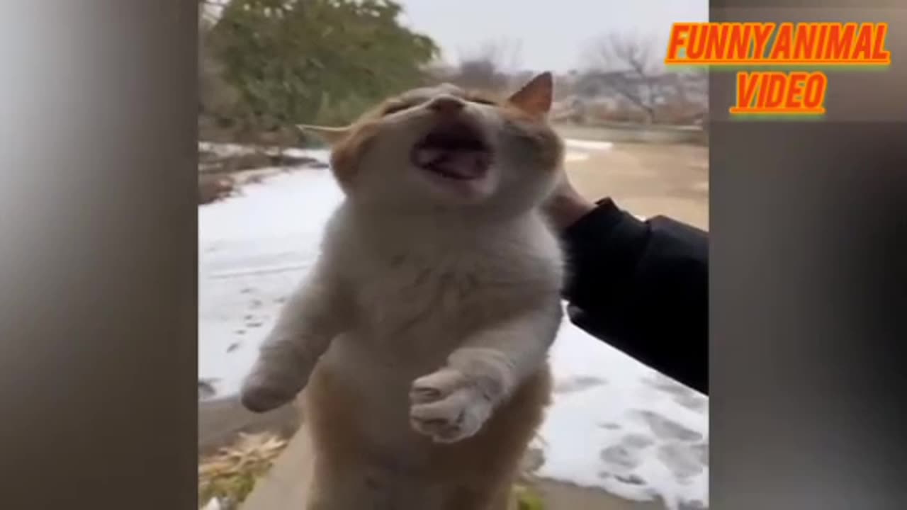 Funny animal video of dog and cat 😺🐈🤣