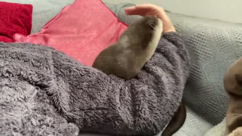 Funny Animals Play new video