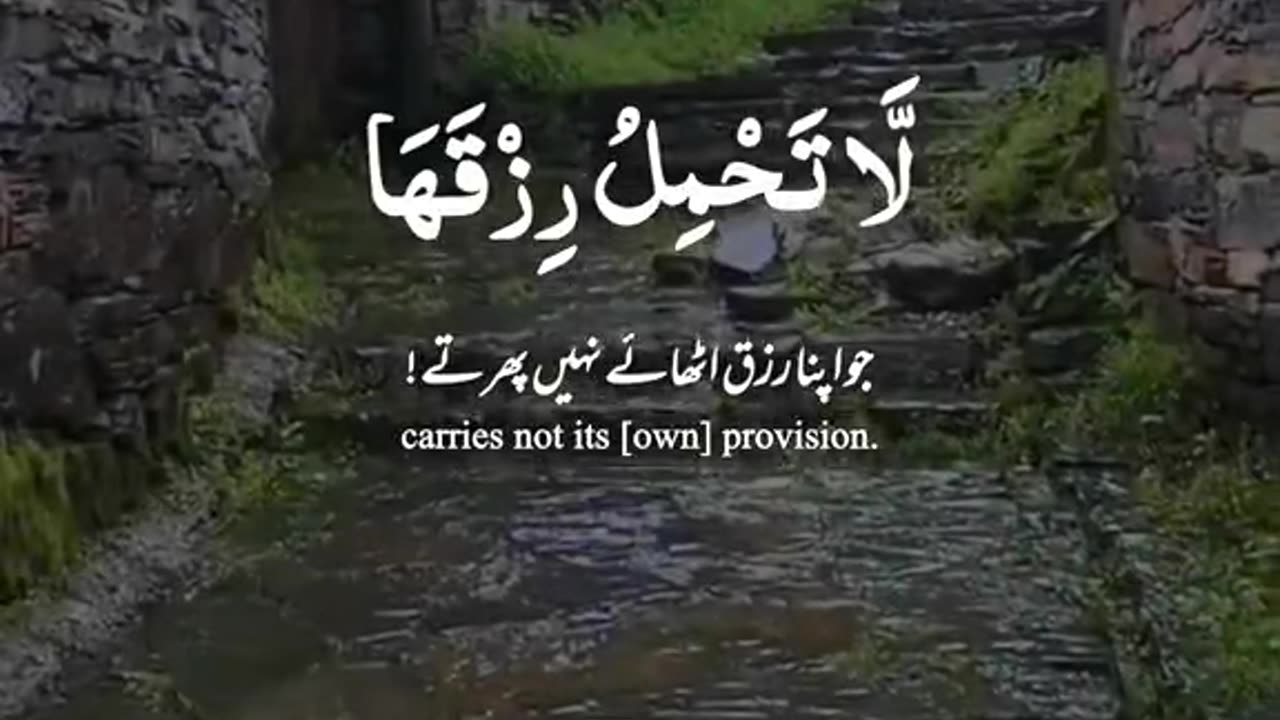 Heart touching quran recitation (beautiful voice)