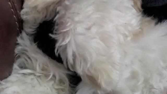 Small Dog Loud Snoring Funny Video