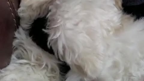 Small Dog Loud Snoring Funny Video