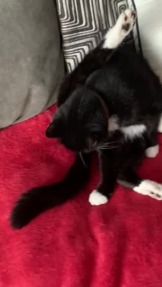 MJCS 104) Sasha is a Filth pot