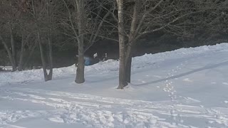 Home tobogganing
