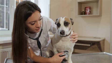 Young female vet using stethoscope to check up the dog