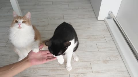 Comment j'ai entrainé mes chats ( so cool)