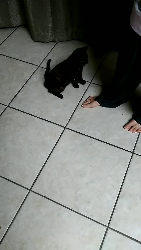 SLO MO KITTEN SOMERSAULT