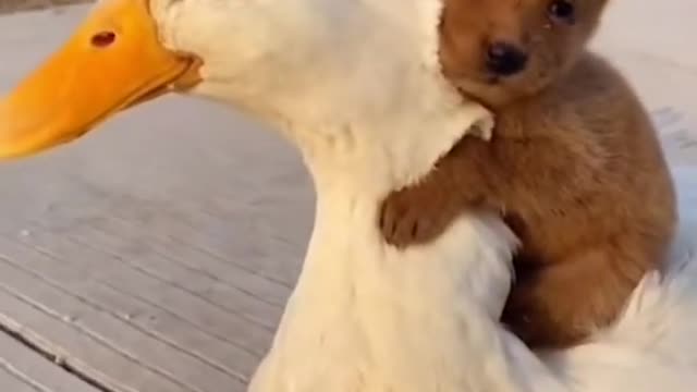 comedy funny video doglover || catvideos || dogs funny || comedy shorts